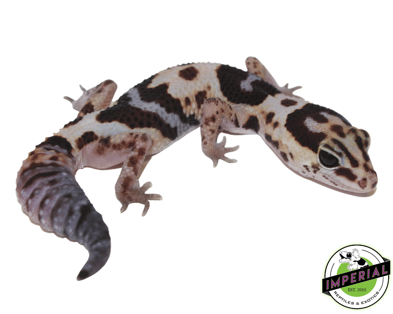 Whiteout ph Amel Oreo African Fat Tail gecko for sale, buy reptiles online
