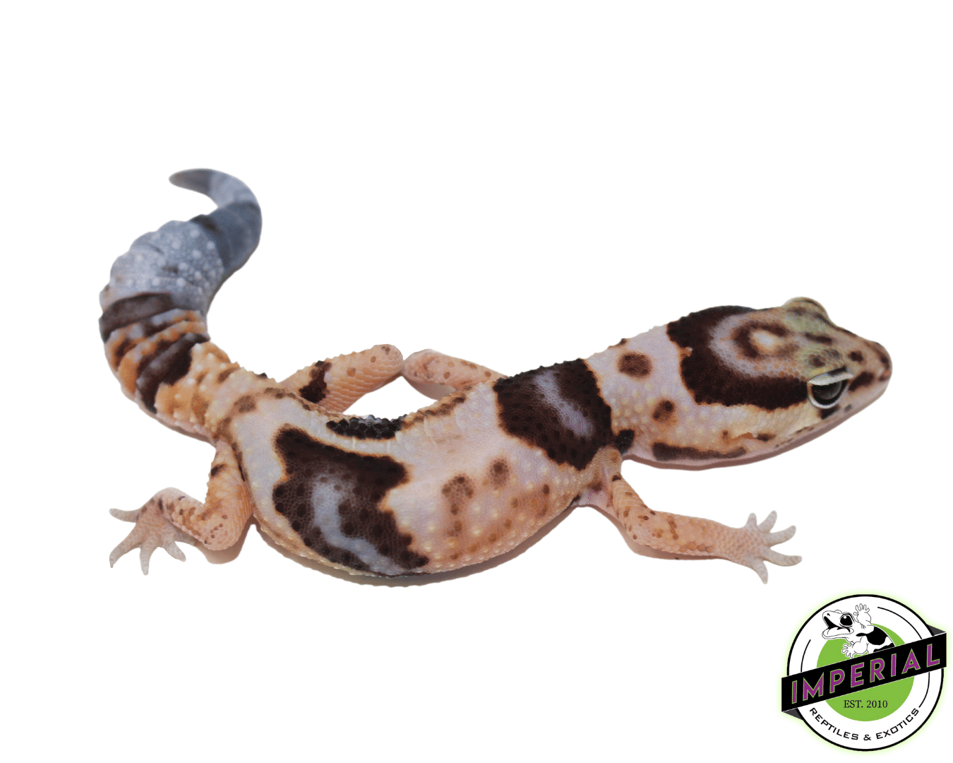 Whiteout ph Amel Patternless African Fat Tail gecko for sale, buy reptiles online