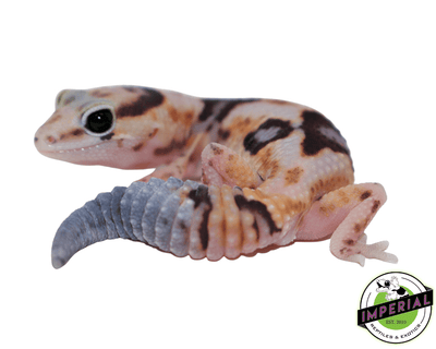 Whiteout ph Amel Zulu African Fat Tail gecko for sale, buy reptiles online