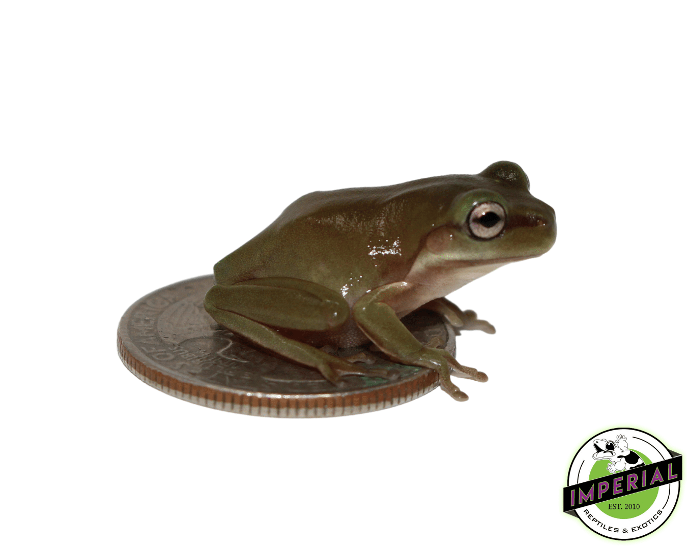 White's Tree Frog Baby For Sale Imperial Reptiles IMPERIAL REPTILES