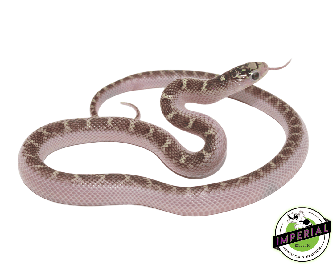 【f-arai】KING SNAKE Swamp f-arai】KING SNAKE Swamp f-arai】KING SNAKE Swamp King Snake