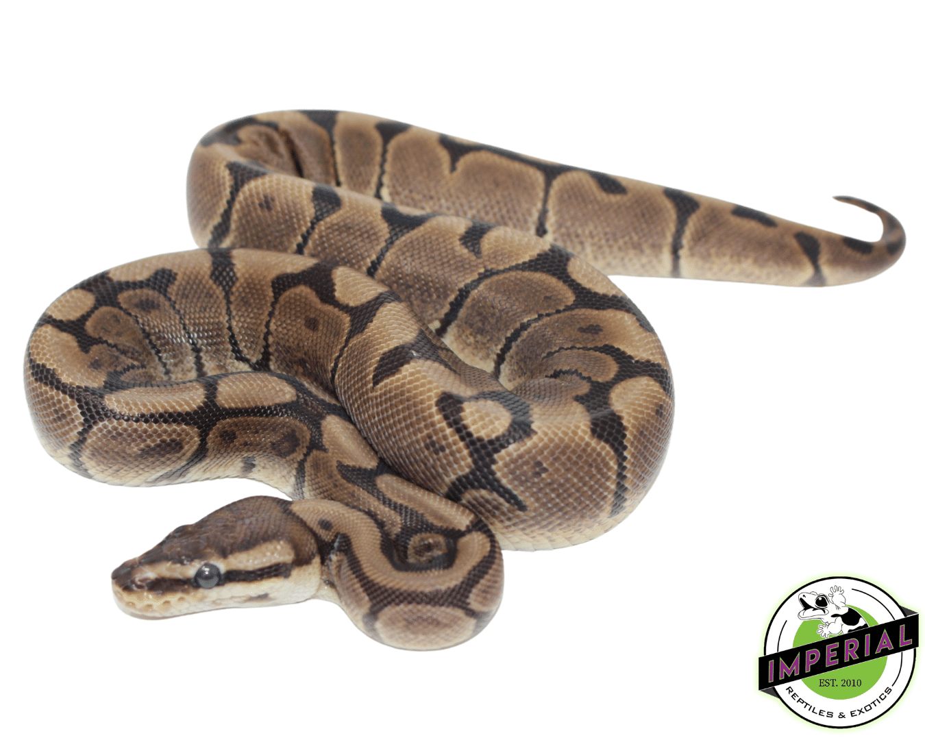 woma ball python for sale, buy reptiles online