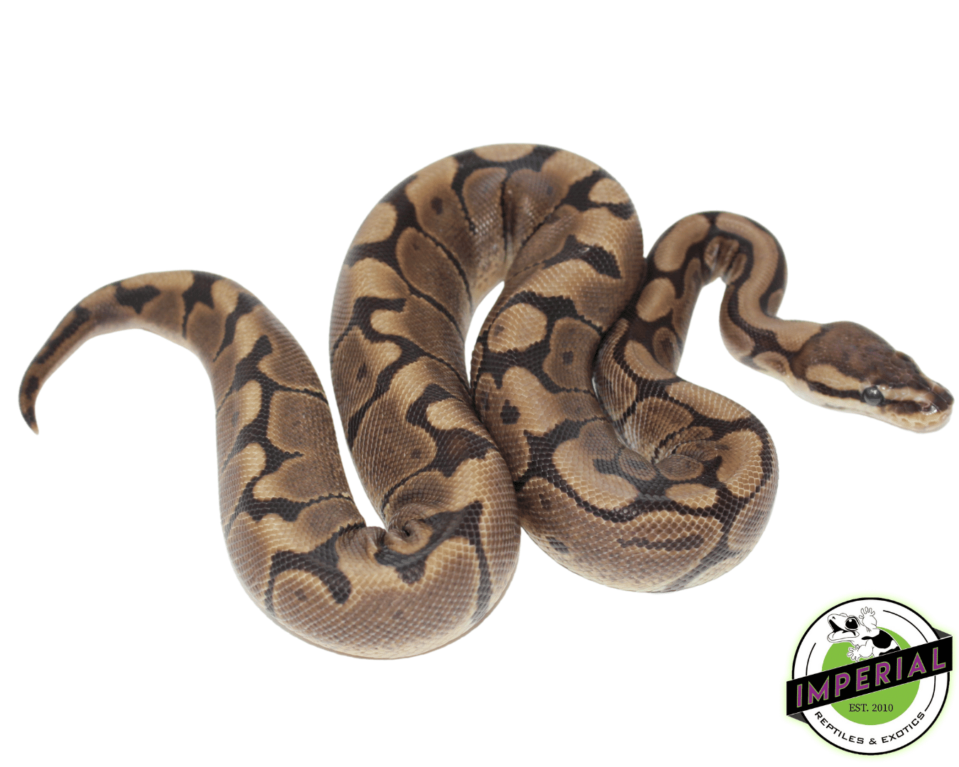 woma ball python for sale, buy reptiles online