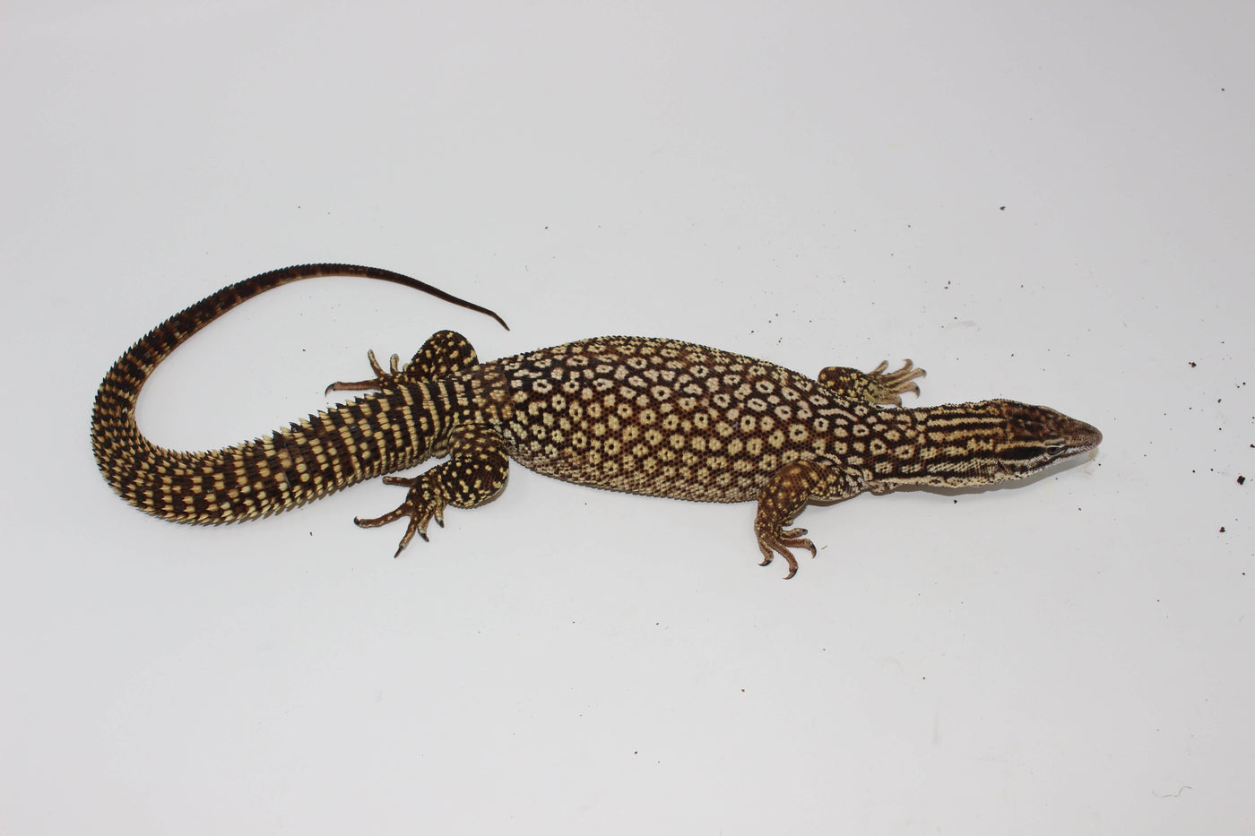 Yellow Ackie Monitor Adults
