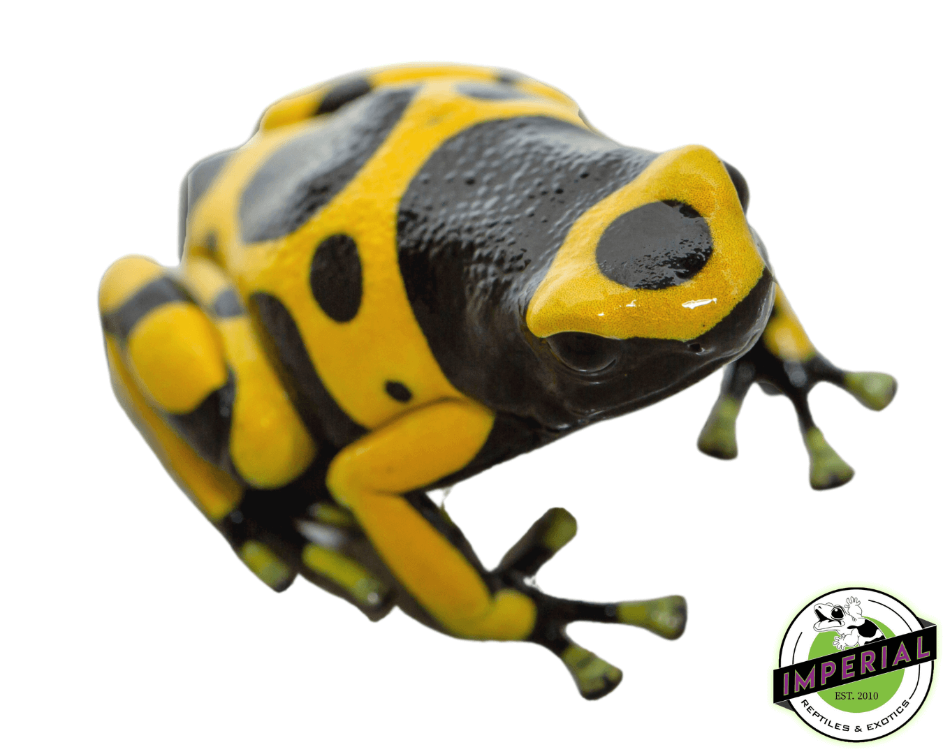 yellow banded poison dart frog for sale, buy amphibians online