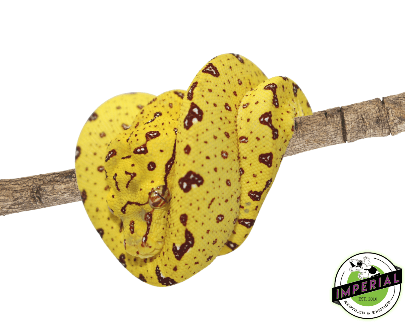 Biak Green Tree Python For Sale - Imperial Reptiles – IMPERIAL REPTILES