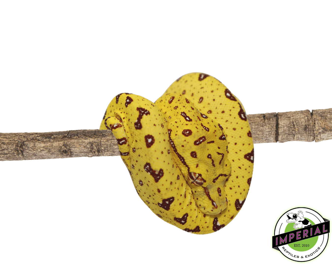 Biak Green Tree Python For Sale - Imperial Reptiles – IMPERIAL REPTILES