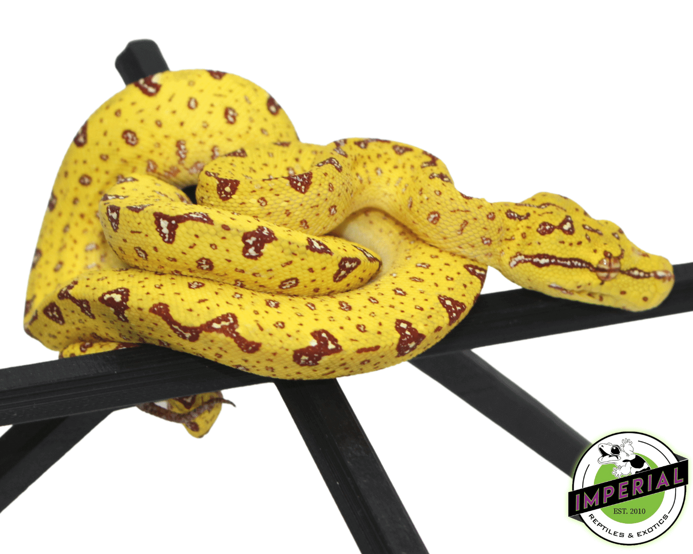 yellow green tree python for sale, buy reptiles online