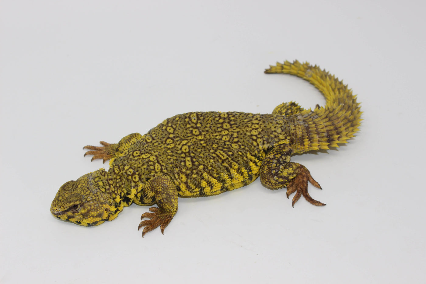 Yellow Uromastyx for sale, buy reptiles online