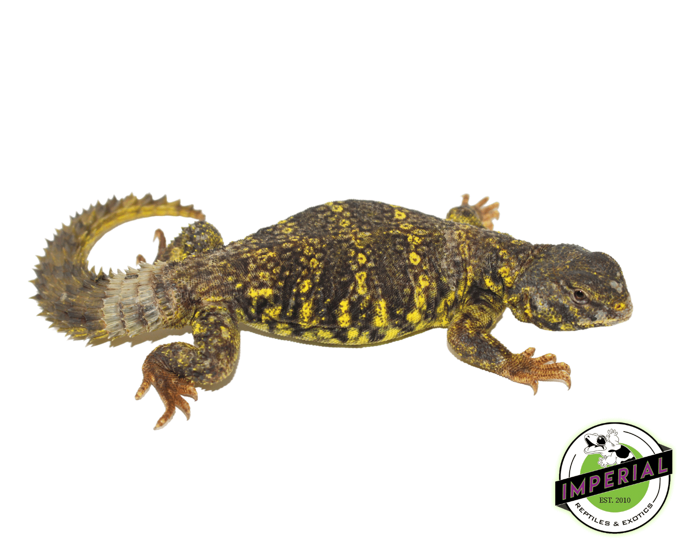 Yellow Nigerian Uromastyx For Sale - Imperial Reptiles – IMPERIAL