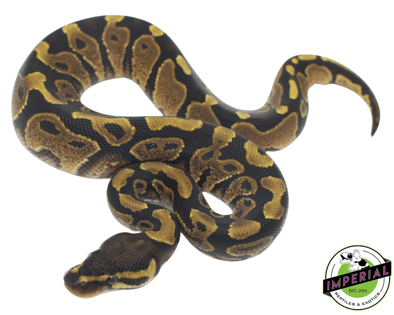 yellowbelly ball python for sale, buy ball pythons online at cheap prices