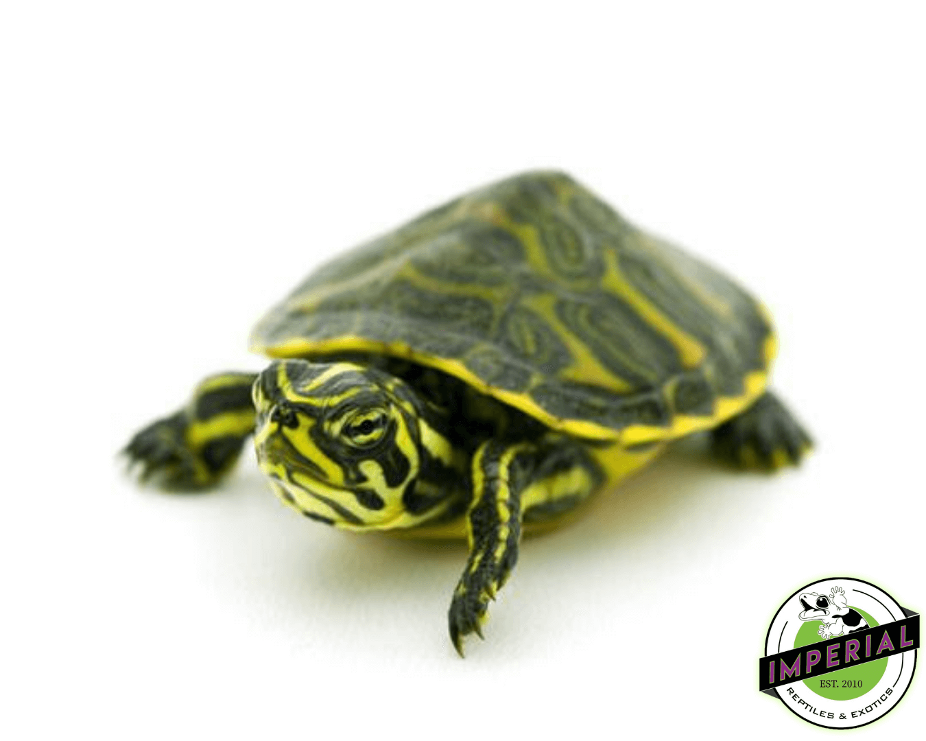 Peninsula Cooter Turtle For Sale - Imperial Reptiles – IMPERIAL ...