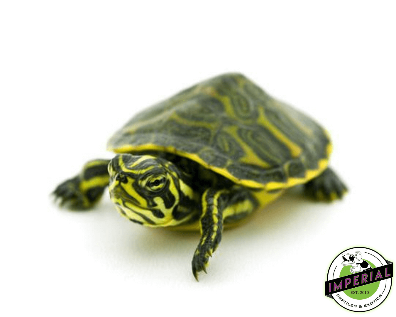 Peninsula cooter slider turtle for sale, buy reptiles online
