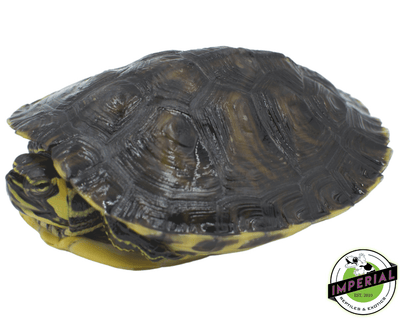 yellowbelly slider turtle for sale, buy reptiles online