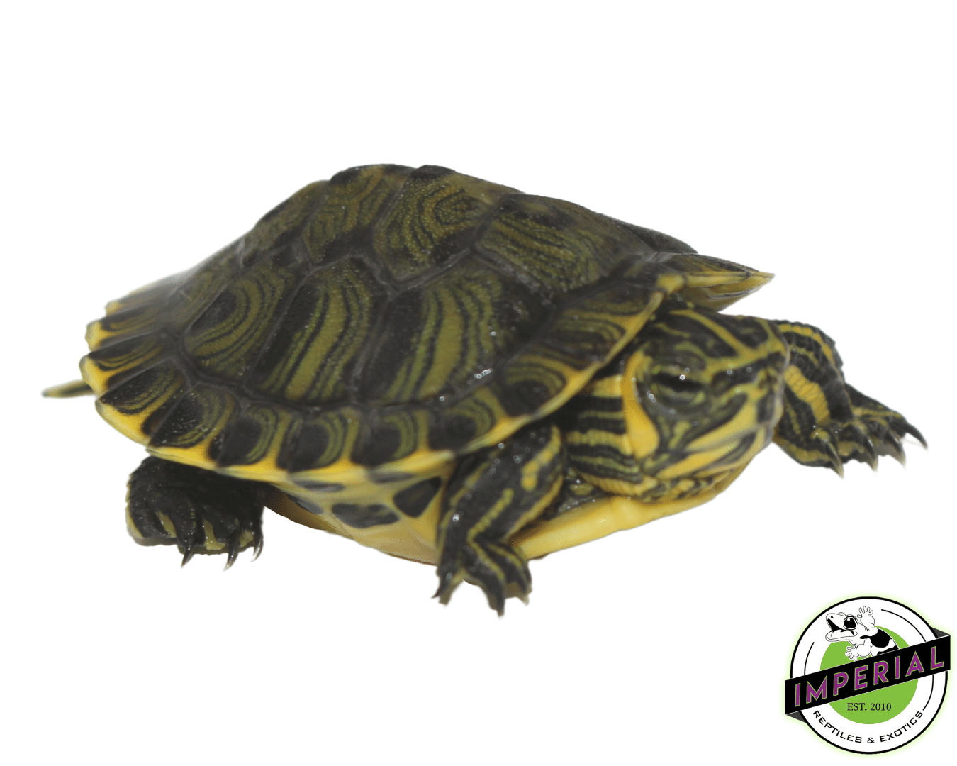 yellowbelly slider turtle for sale, buy reptiles online