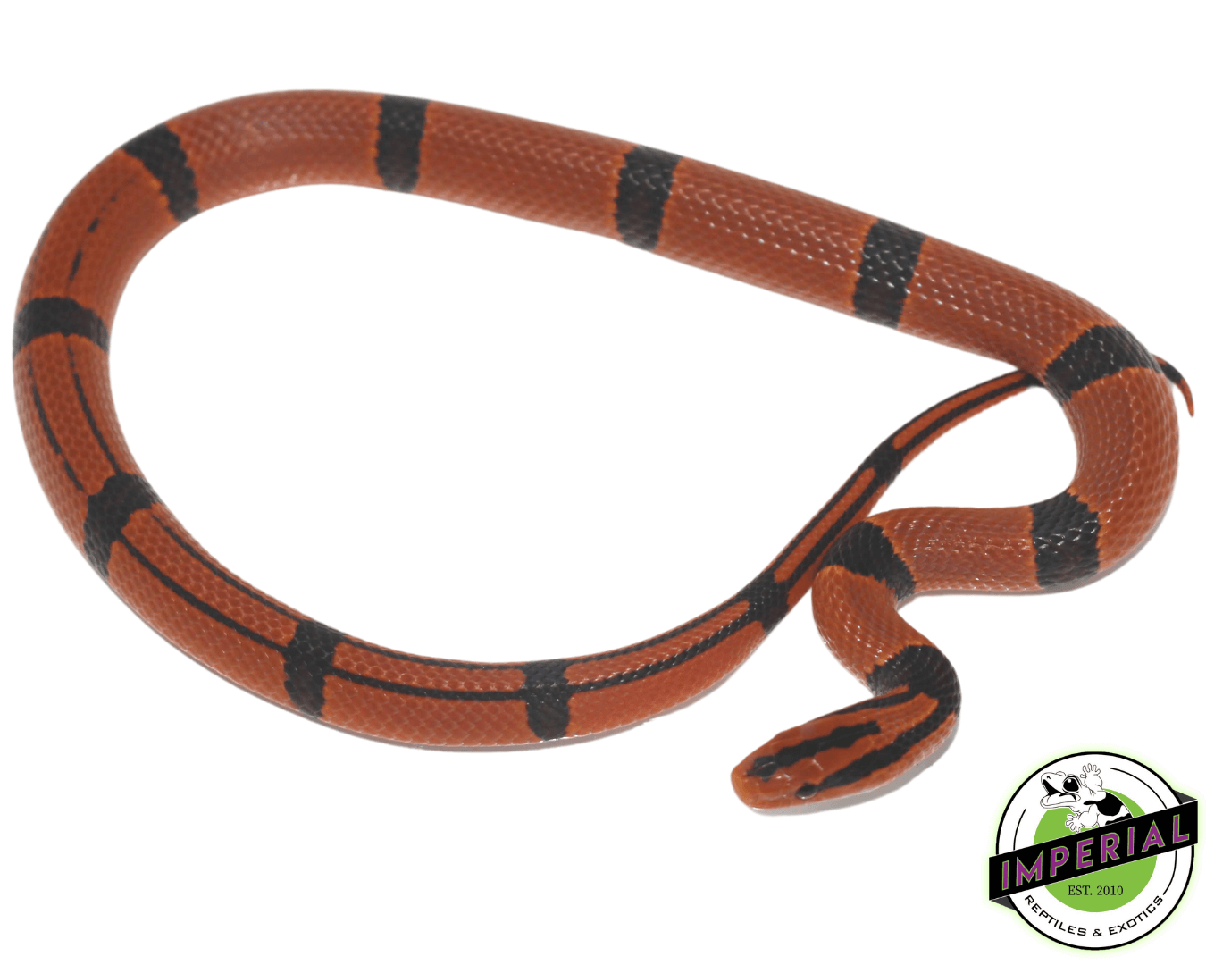 yunnan mountain rat snake for sale, buy reptiles online