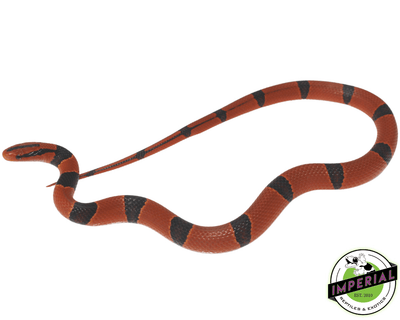 yunnan mountain rat snake for sale, buy reptiles online
