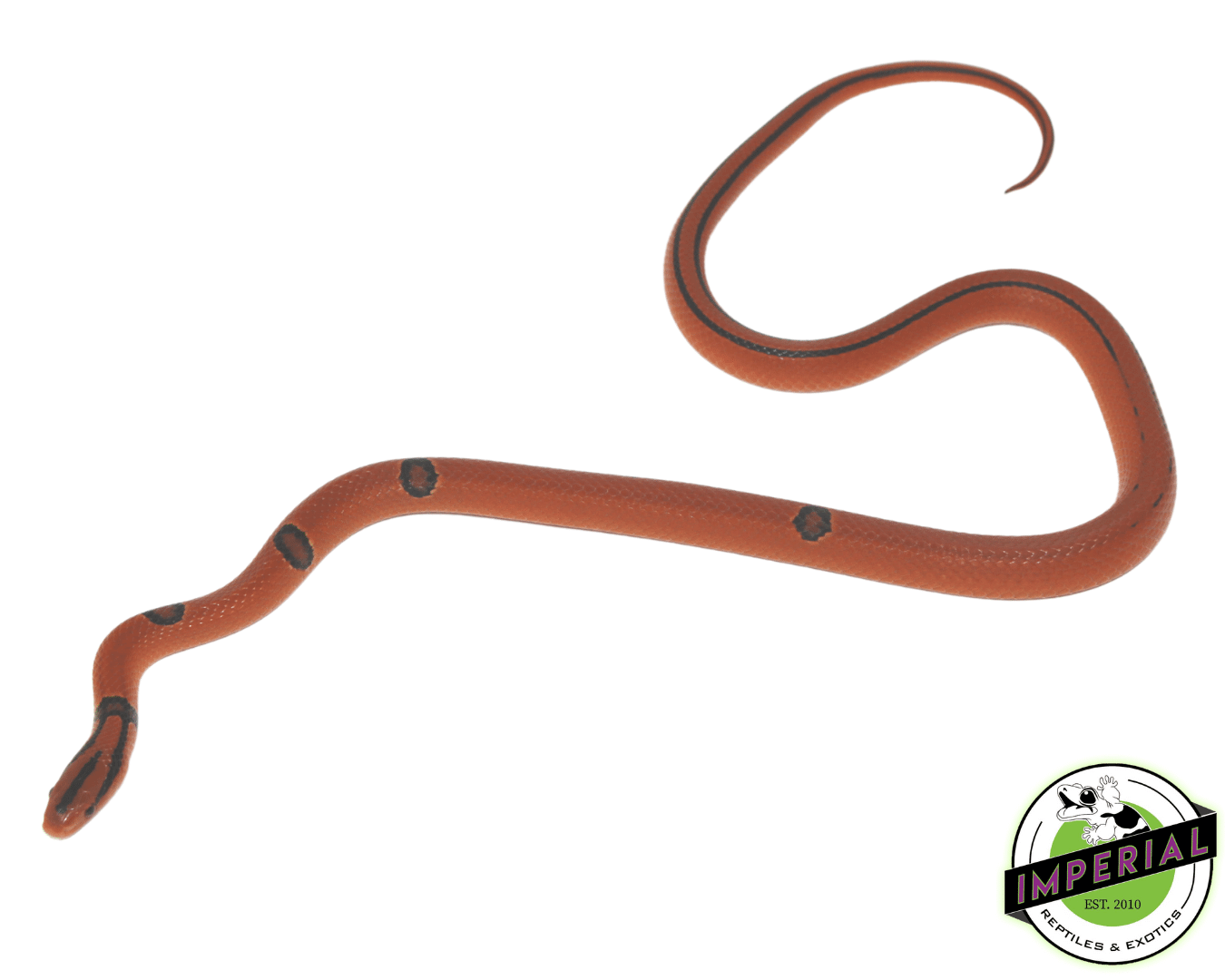 Yunnan x Thai Rat Snake For Sale - Imperial Reptiles – IMPERIAL