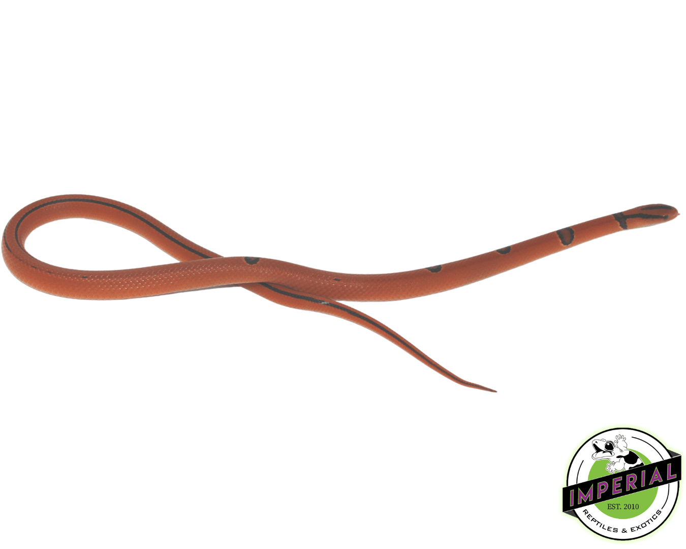 Yunnan x Thai Rat Snake For Sale - Imperial Reptiles – IMPERIAL
