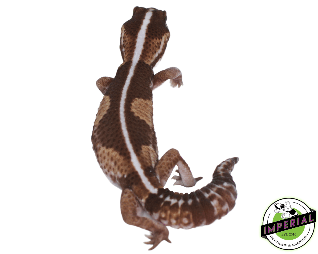 Zero African Fat Tail Gecko For Sale - Imperial Reptiles – IMPERIAL