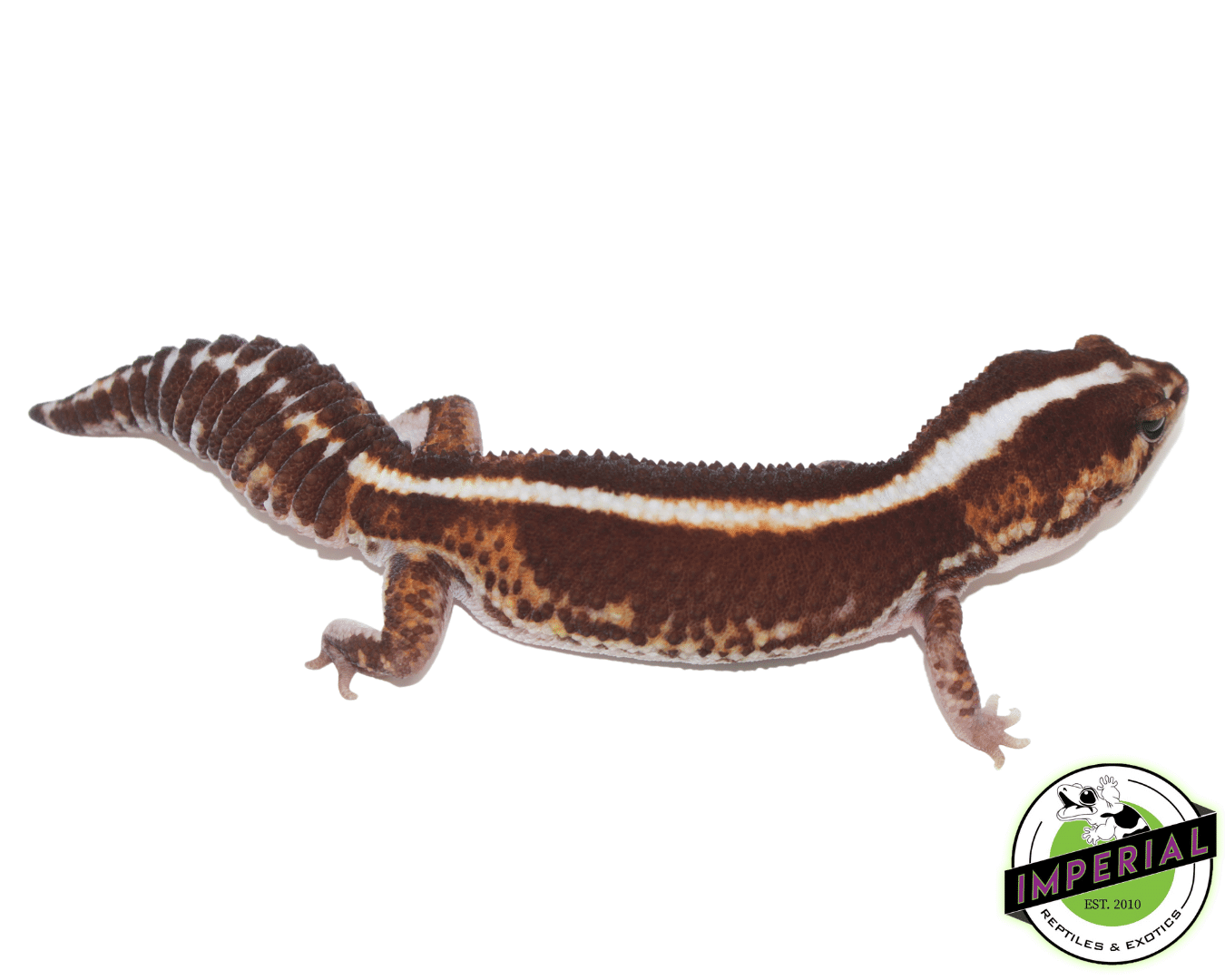 buy zero african fat tail geckos for sale online at cheap prices