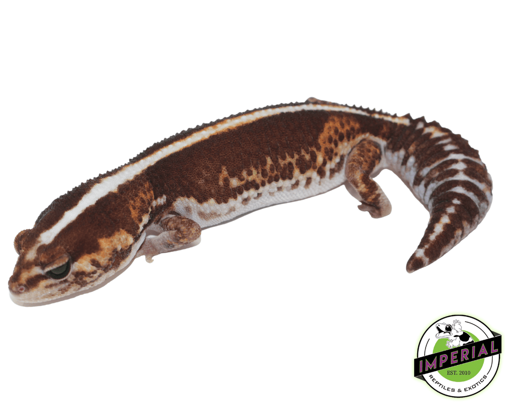 zero-fat-tail-gecko-for-
