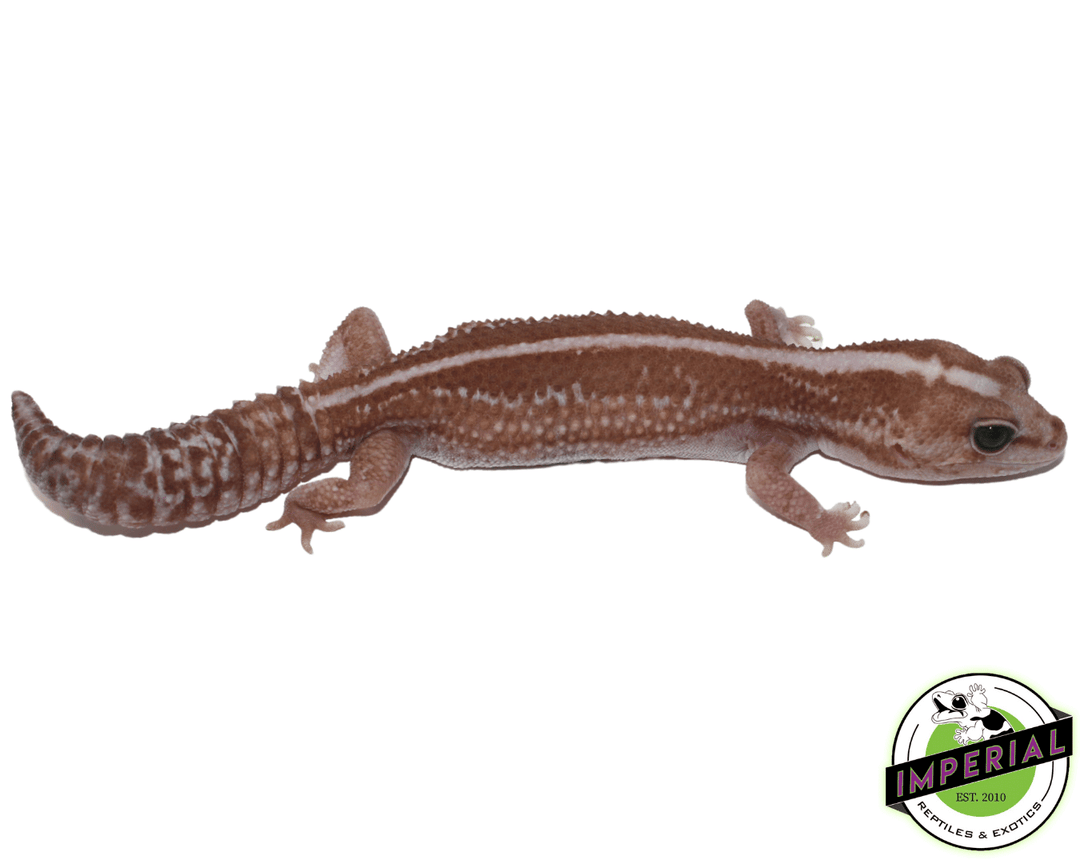 Zulu het Caramel African Fat Tail Gecko For Sale - Imperial